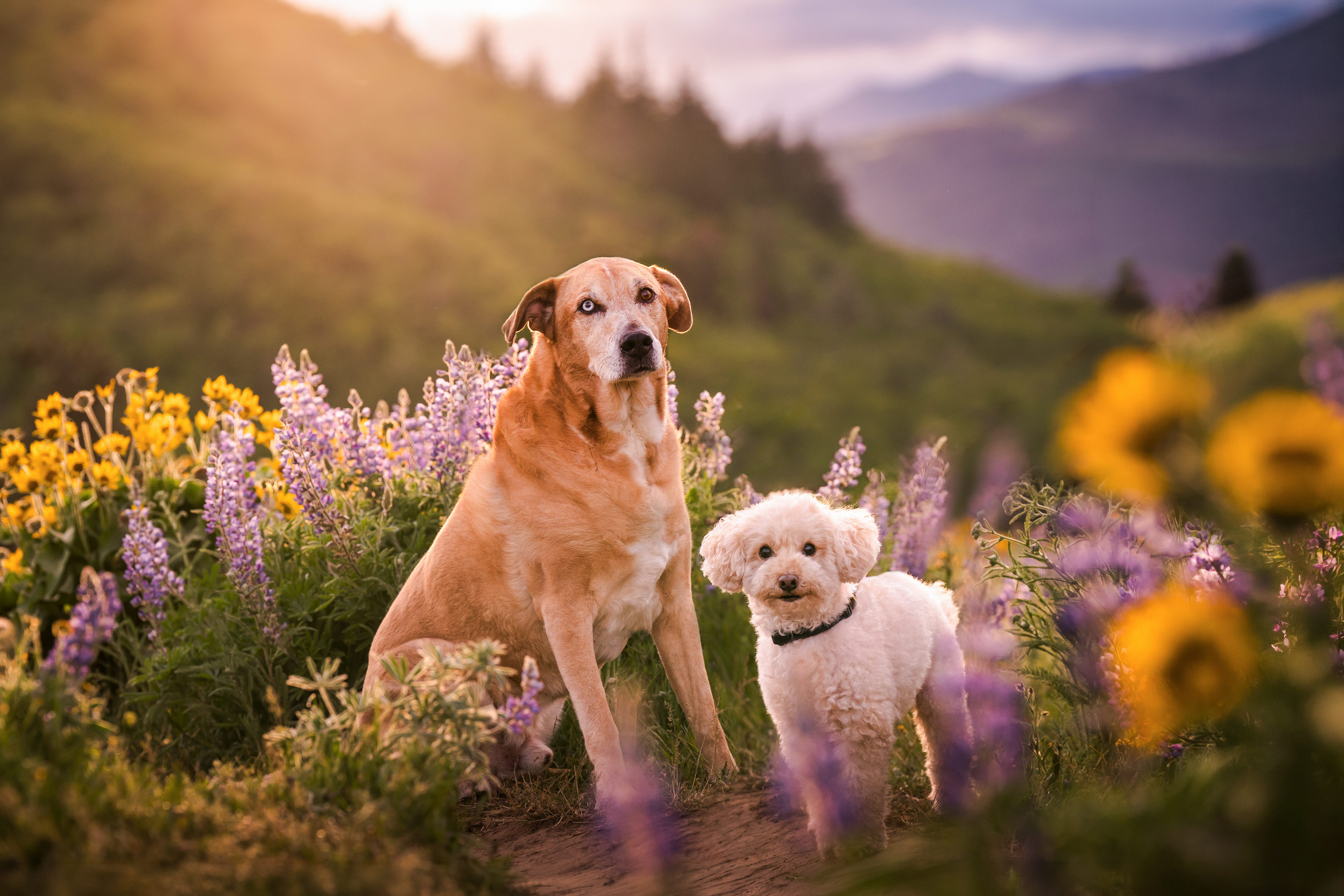 Wesley and Lucky, Michelle's dogs, sitting together in a field of yellow and purple wildflowers at dusk